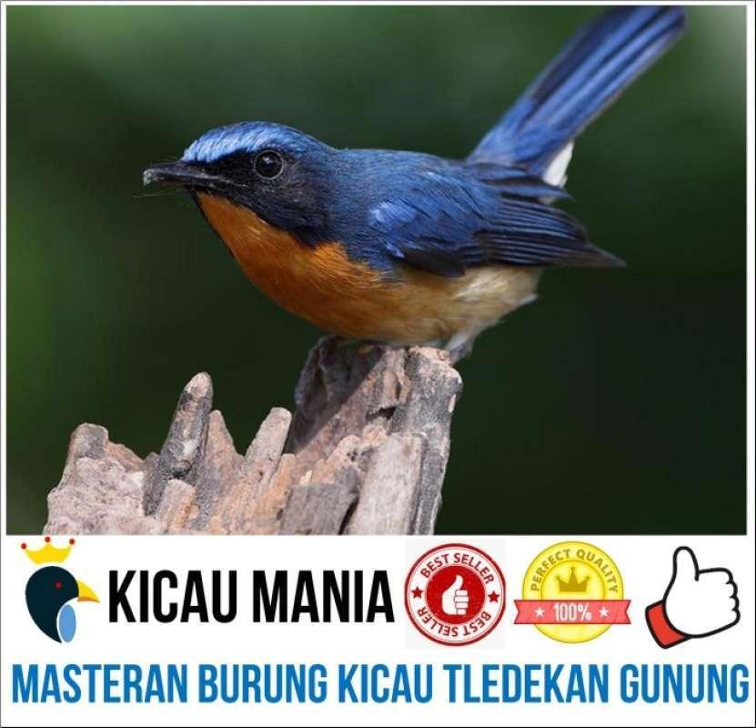 Agen Gacor Populer: Dapatkan Burung Berkualitas dan Handal!